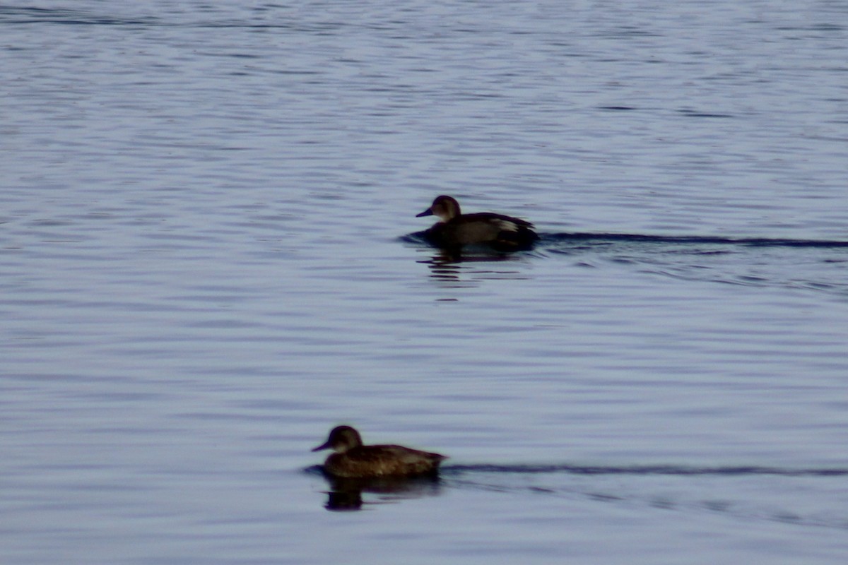 Canard chipeau - ML646275322