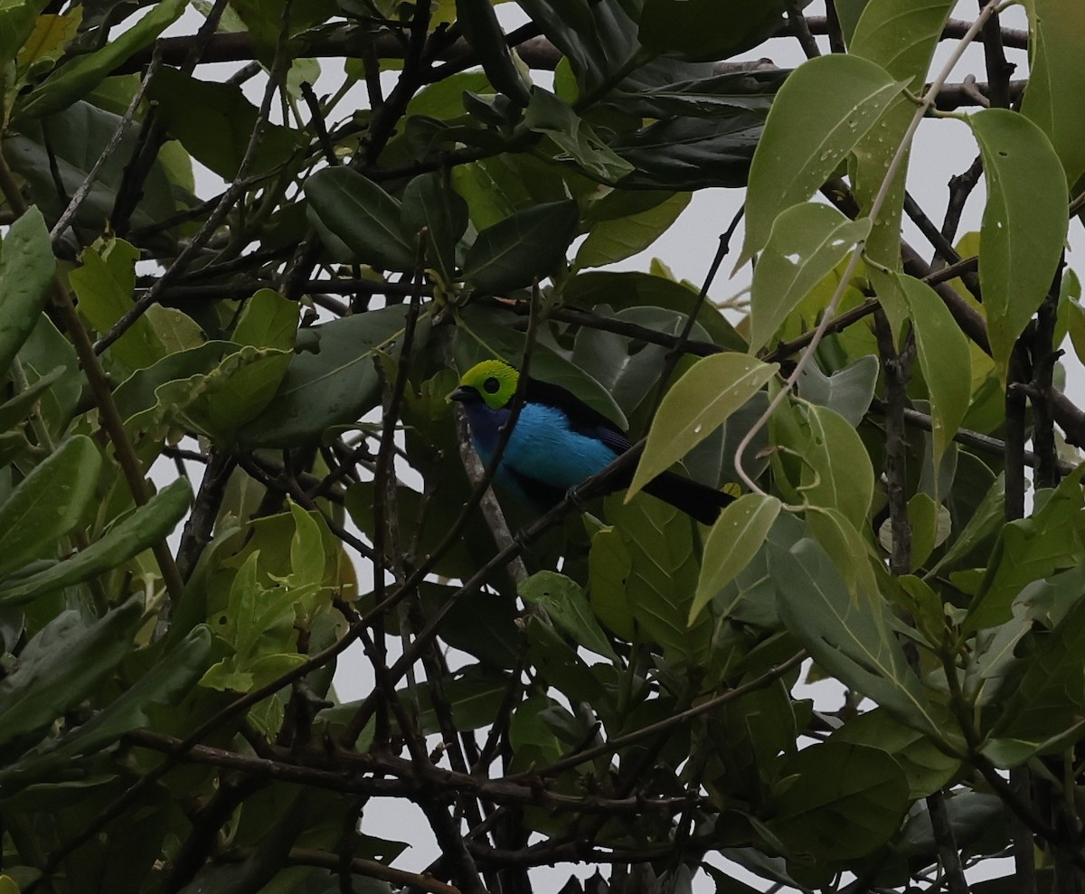 Calliste septicolore - ML646275323