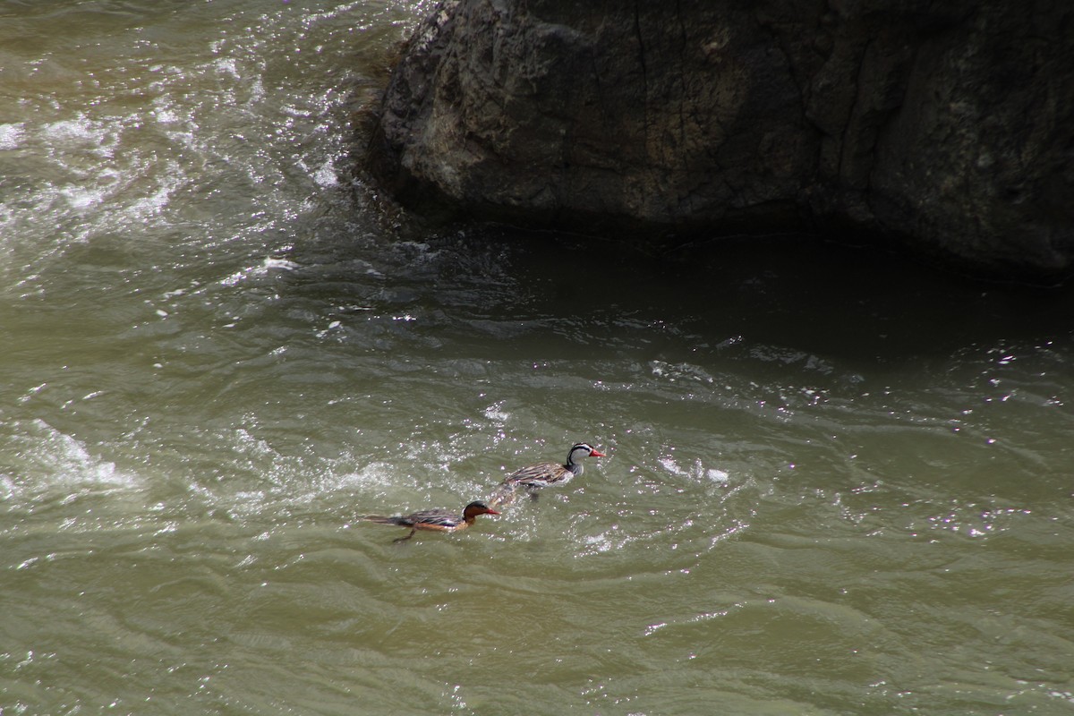 Torrent Duck - ML646275324