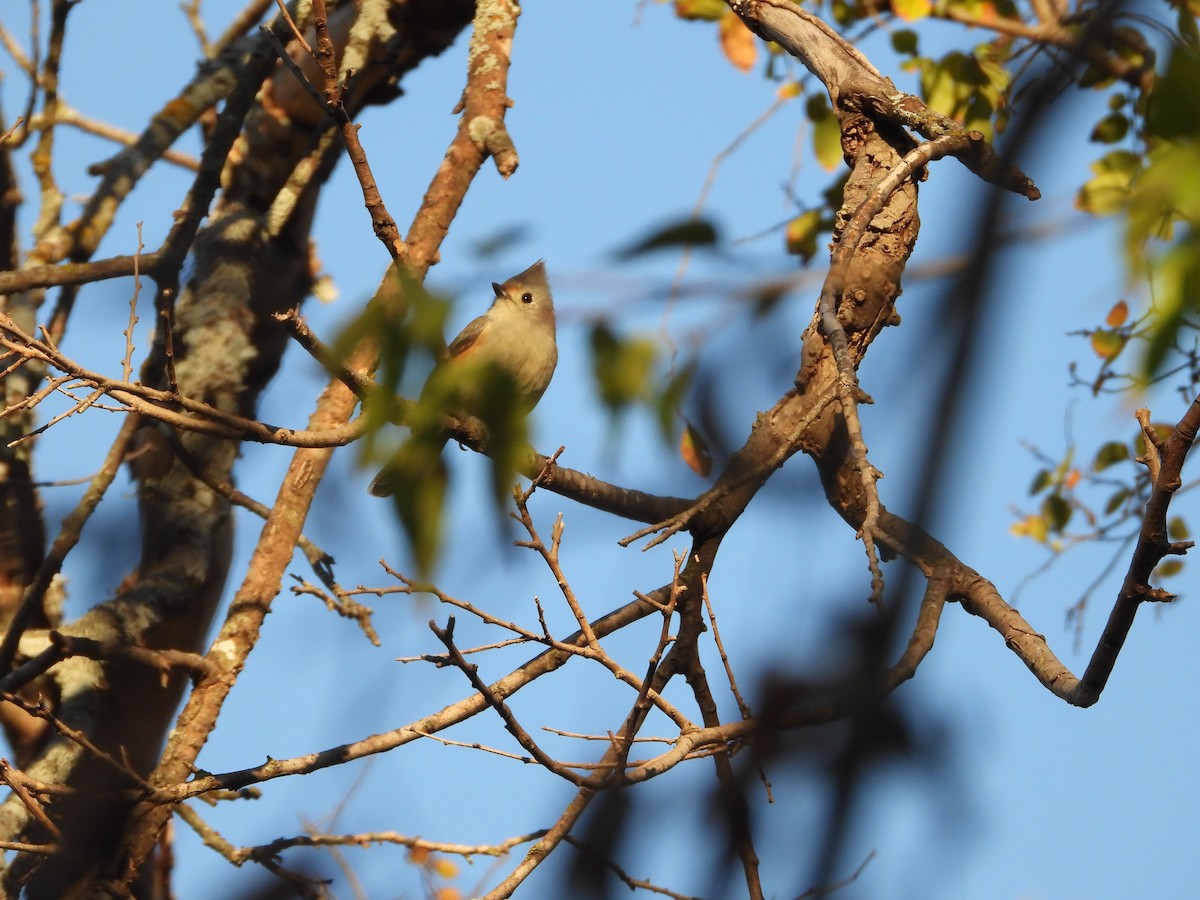 Hybride Mésange bicolore x M. à plumet noir - ML646275328