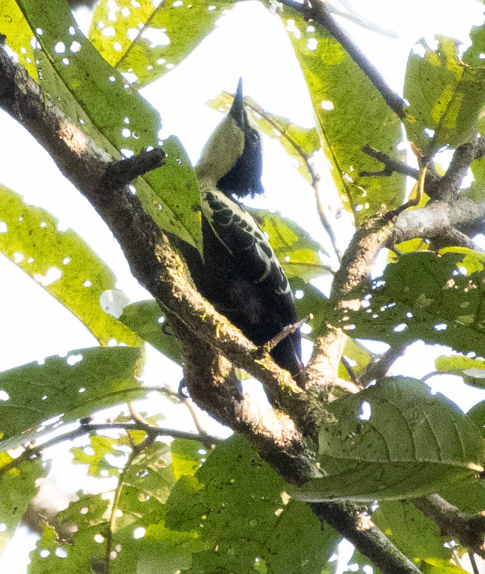 Pic canente - ML646275329