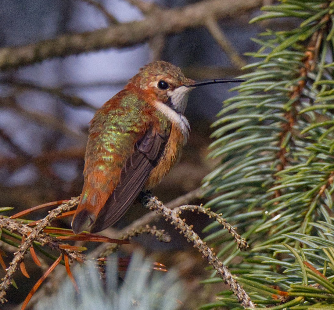 Colibri roux - ML646275330