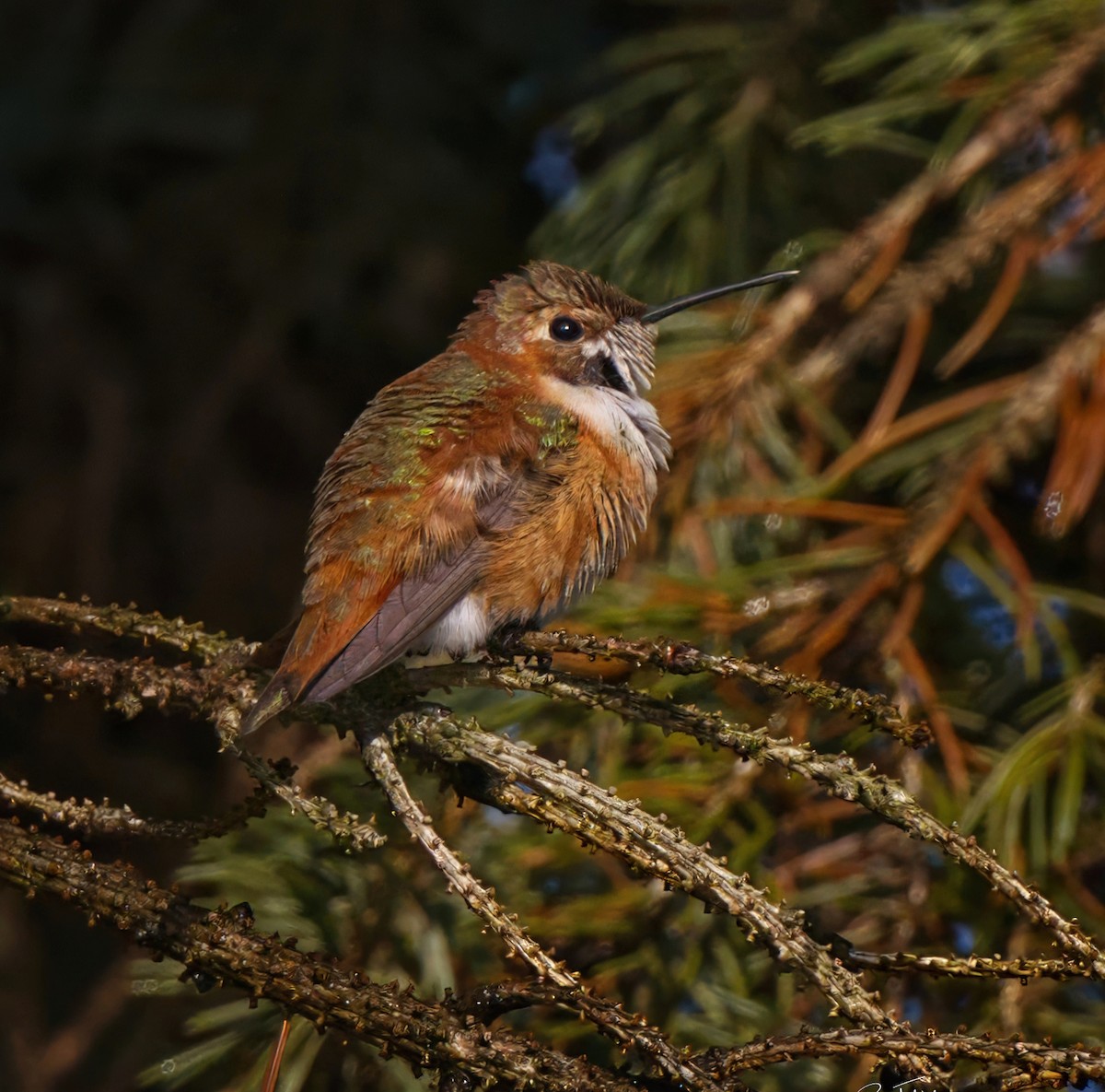 Colibri roux - ML646275331