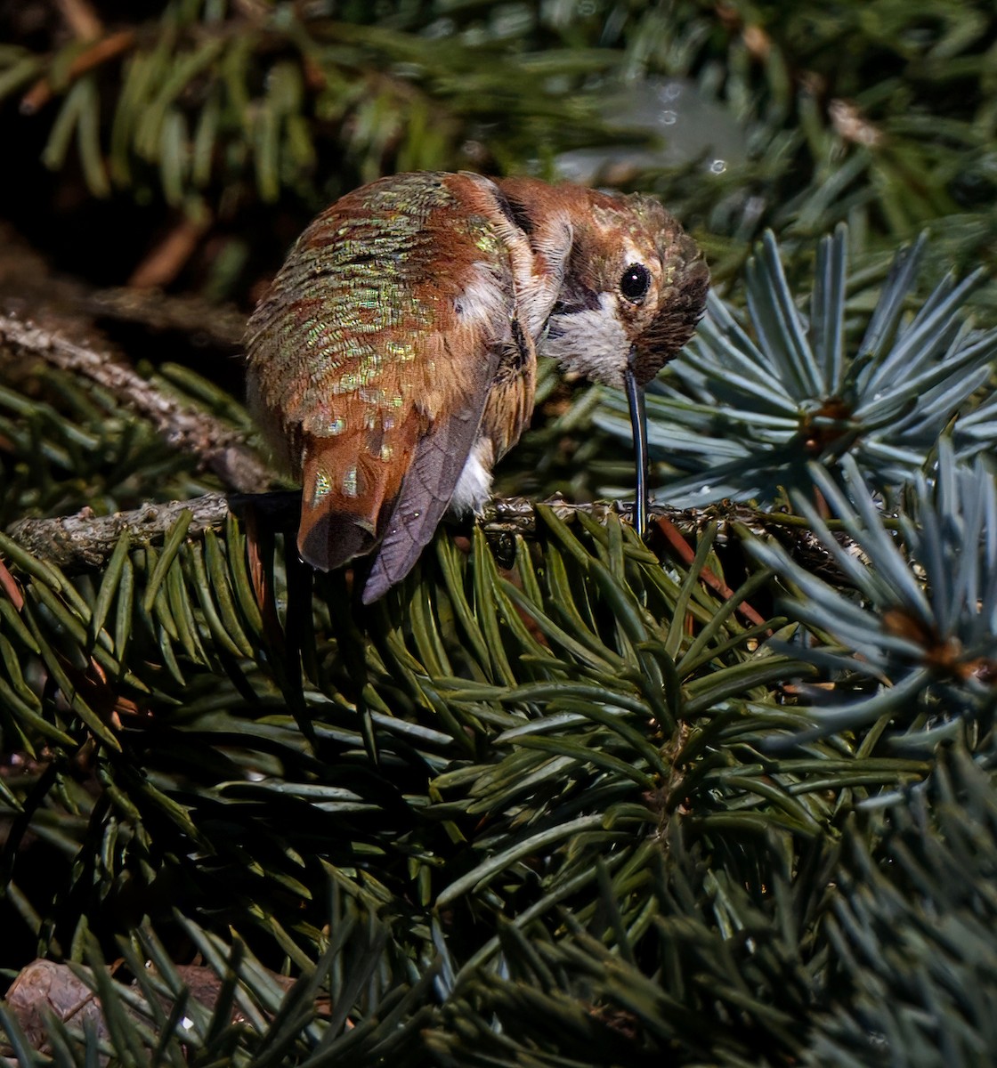 Colibri roux - ML646275332