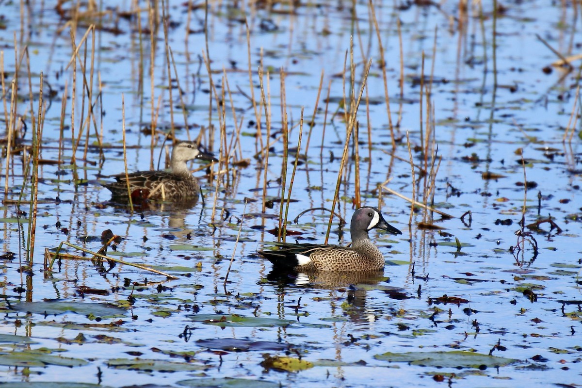 Sarcelle à ailes bleues - ML646275333