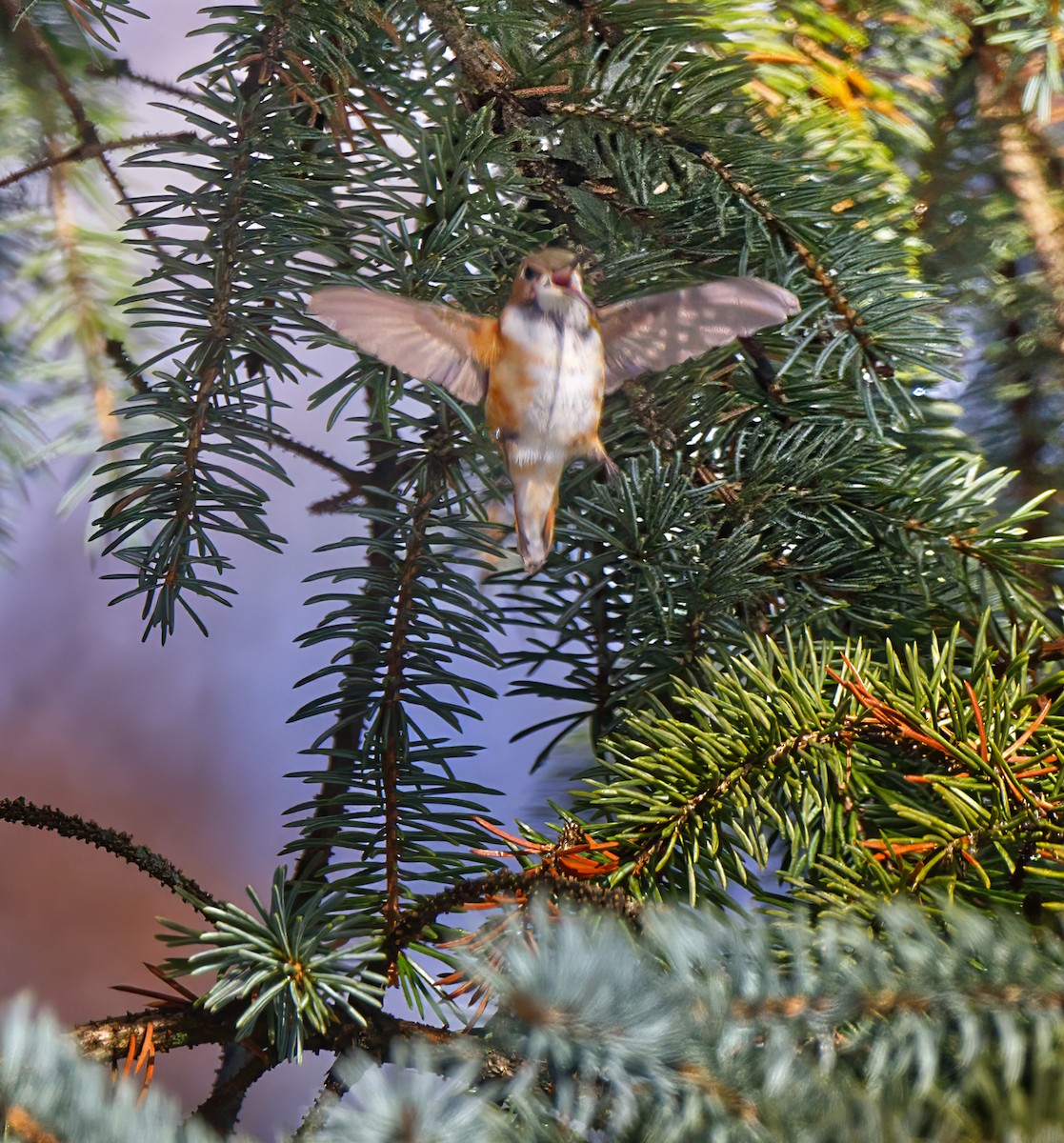 Colibri roux - ML646275334