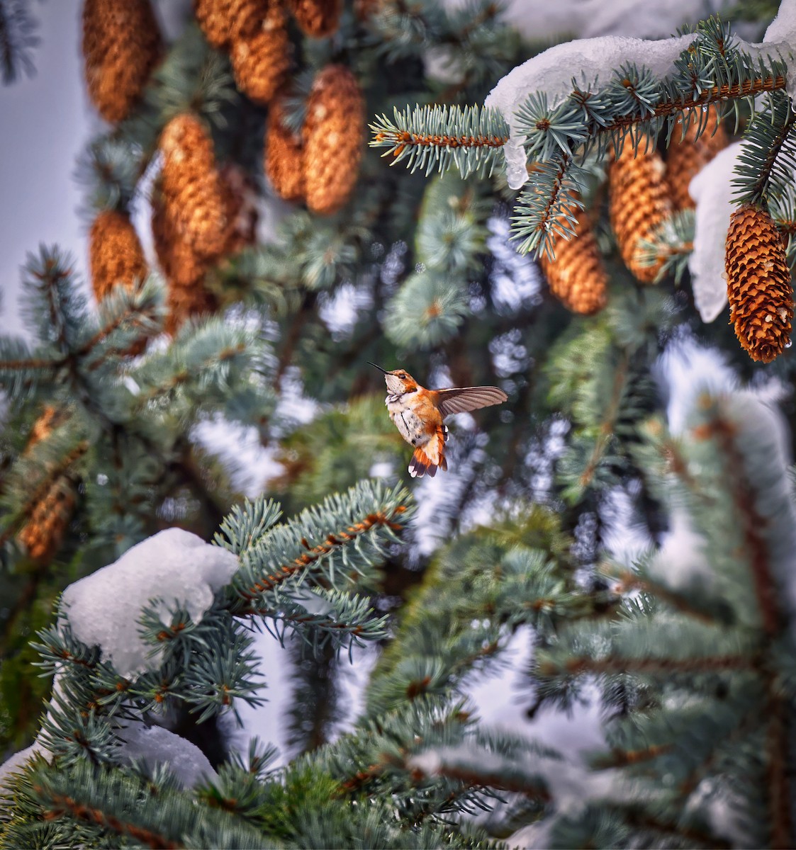 Colibri roux - ML646275335