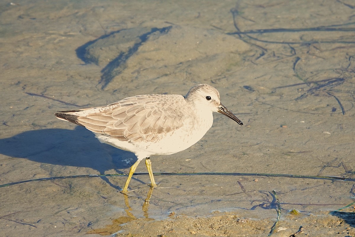 Bécasseau maubèche - ML646275336