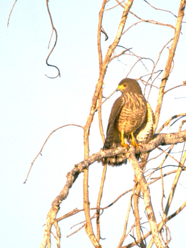 Roadside Hawk - ML646275338