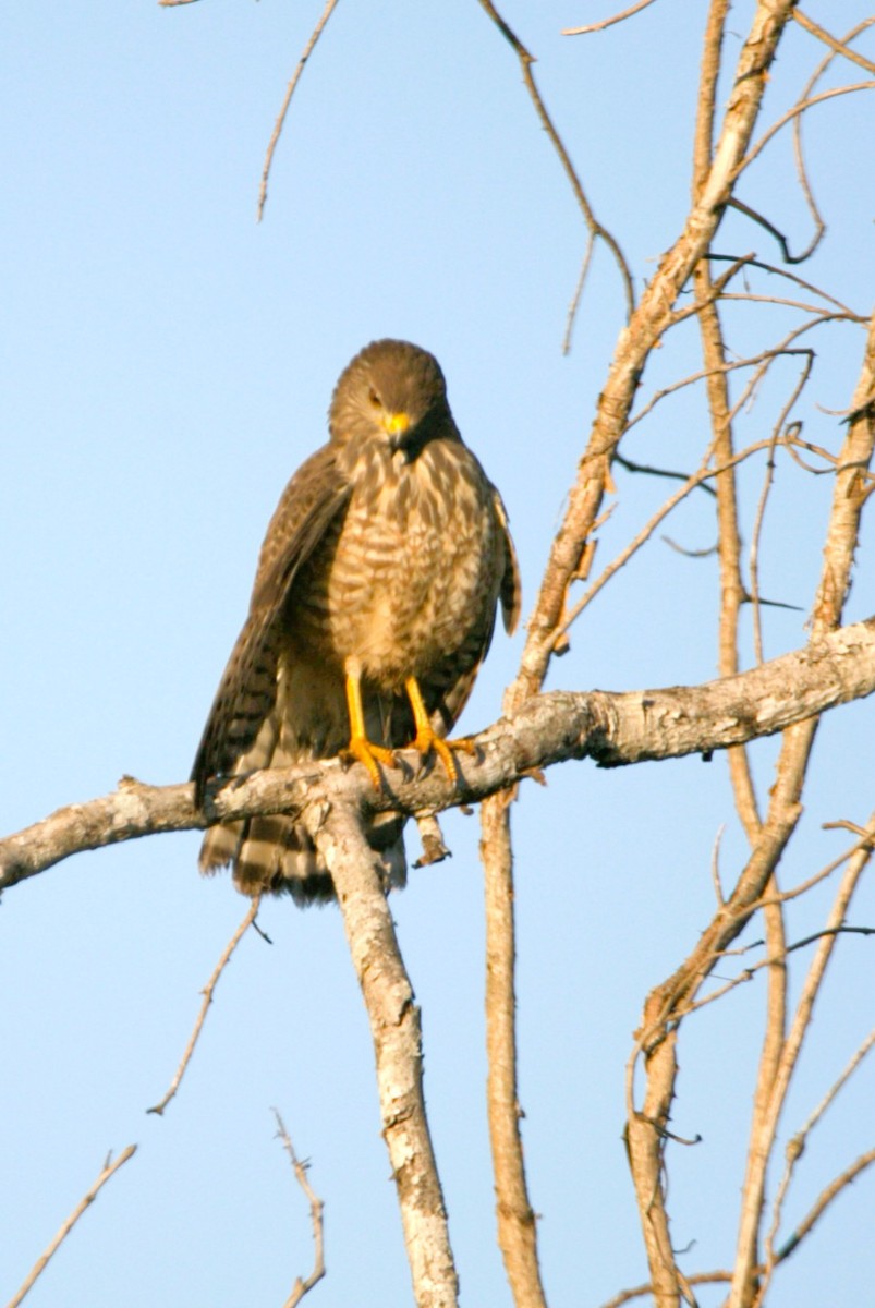 Roadside Hawk - ML646275339