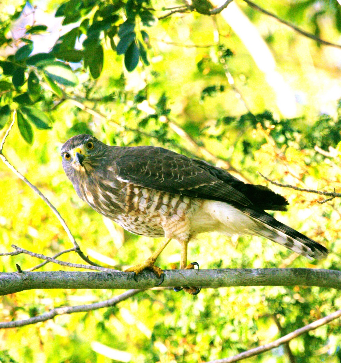 Roadside Hawk - ML646275340