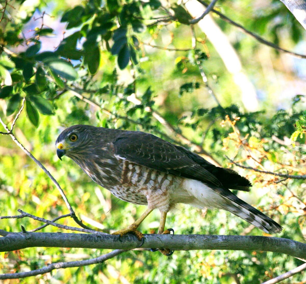 Roadside Hawk - ML646275341