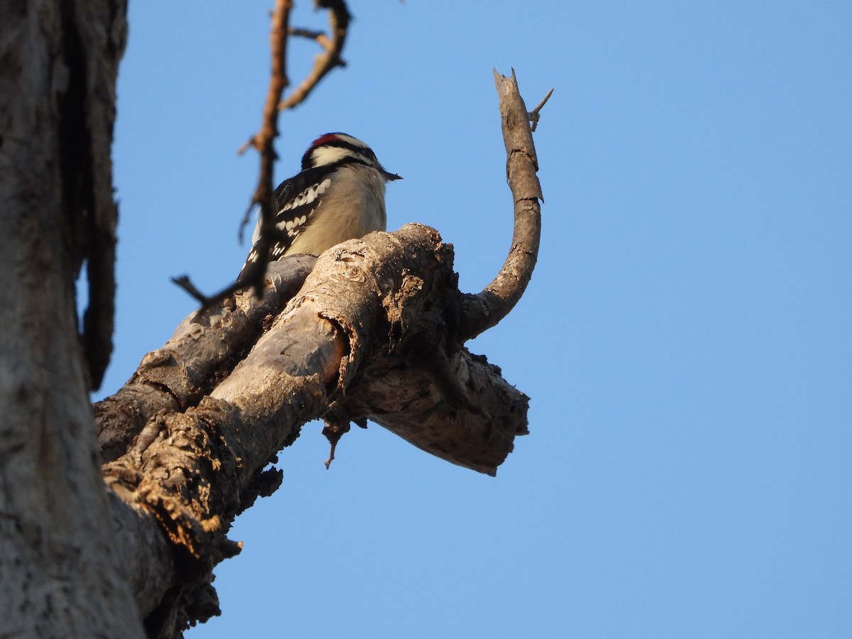 Downy Woodpecker - ML646275342