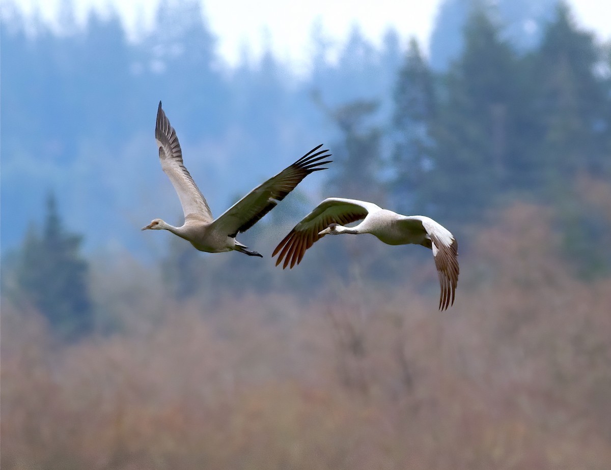 Common Crane - ML646275344