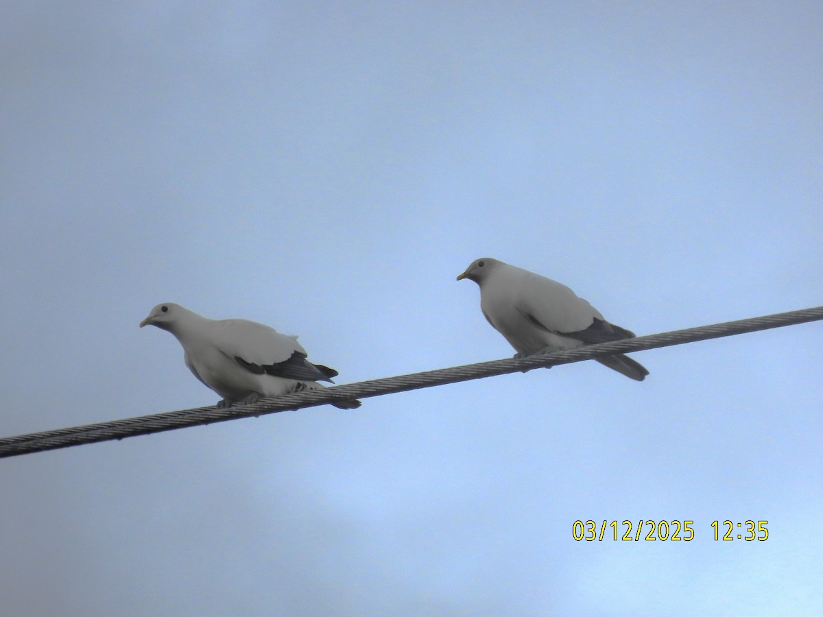 Torresian Imperial-Pigeon - ML646275347