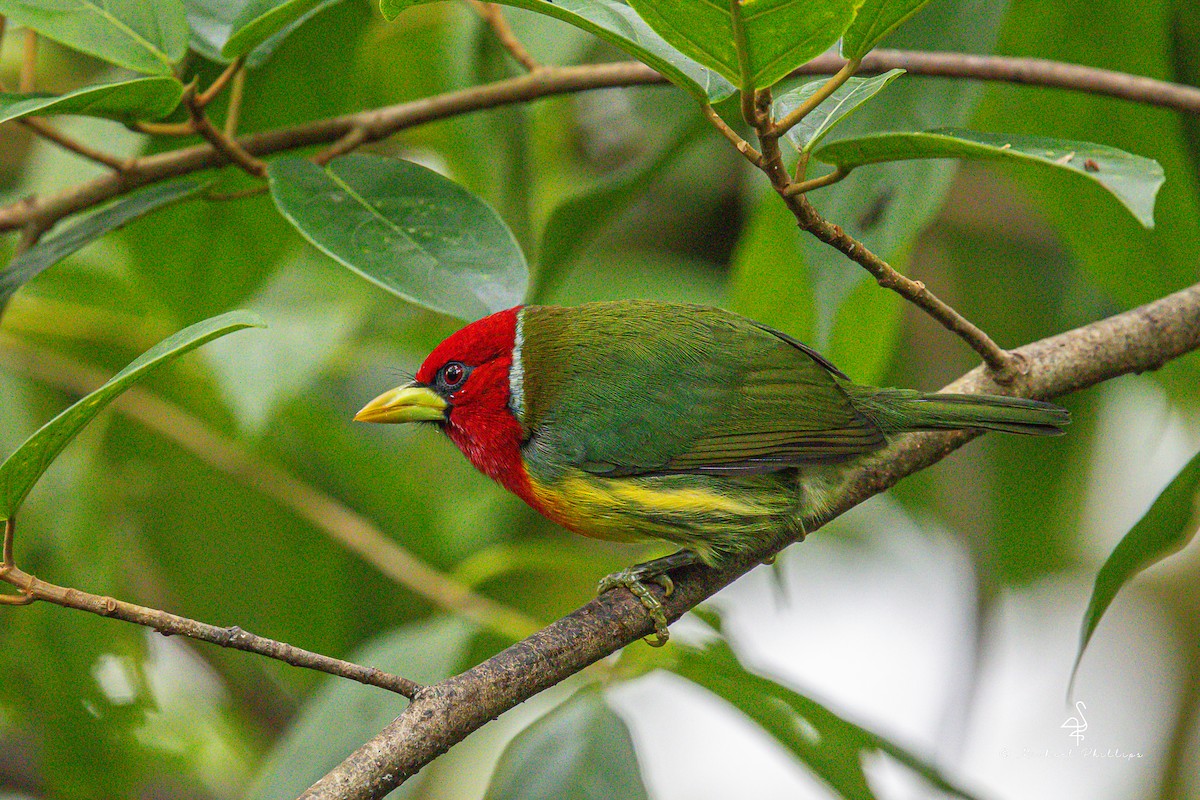 Red-headed Barbet - ML646275349