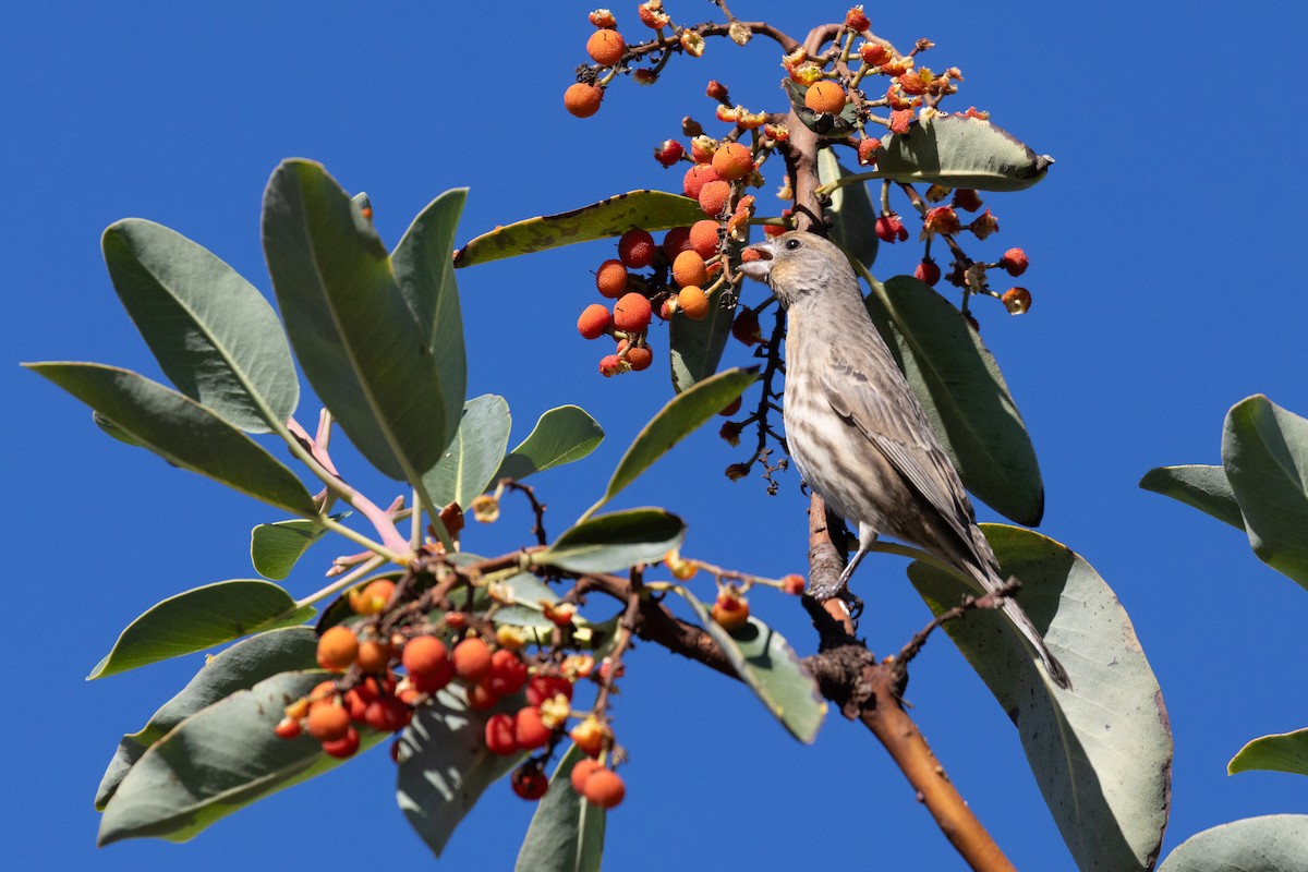 House Finch - ML646275350