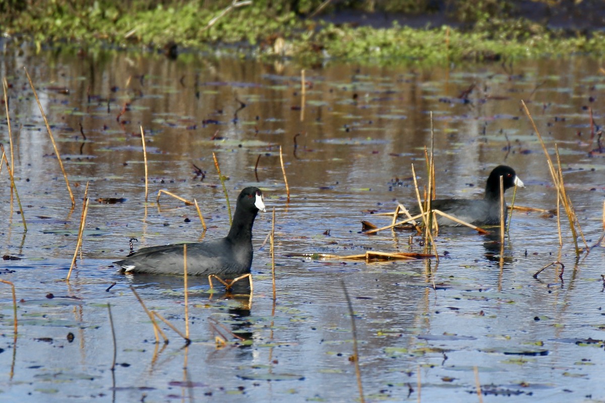 Indianerblässhuhn - ML646275352