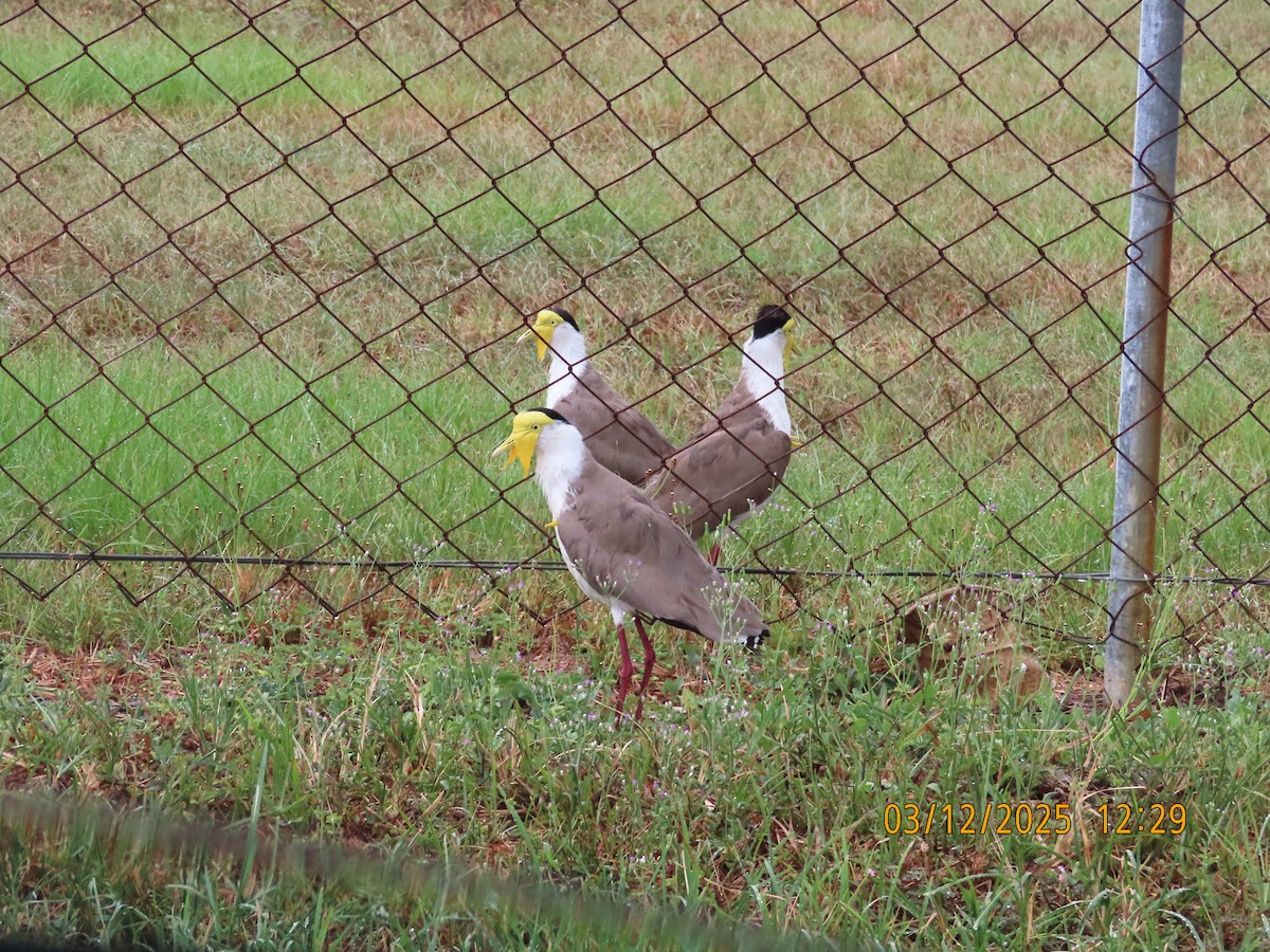 Masked Lapwing - ML646275353