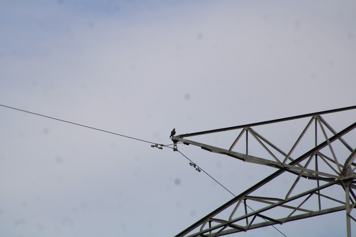 Bat Falcon - ML646275354