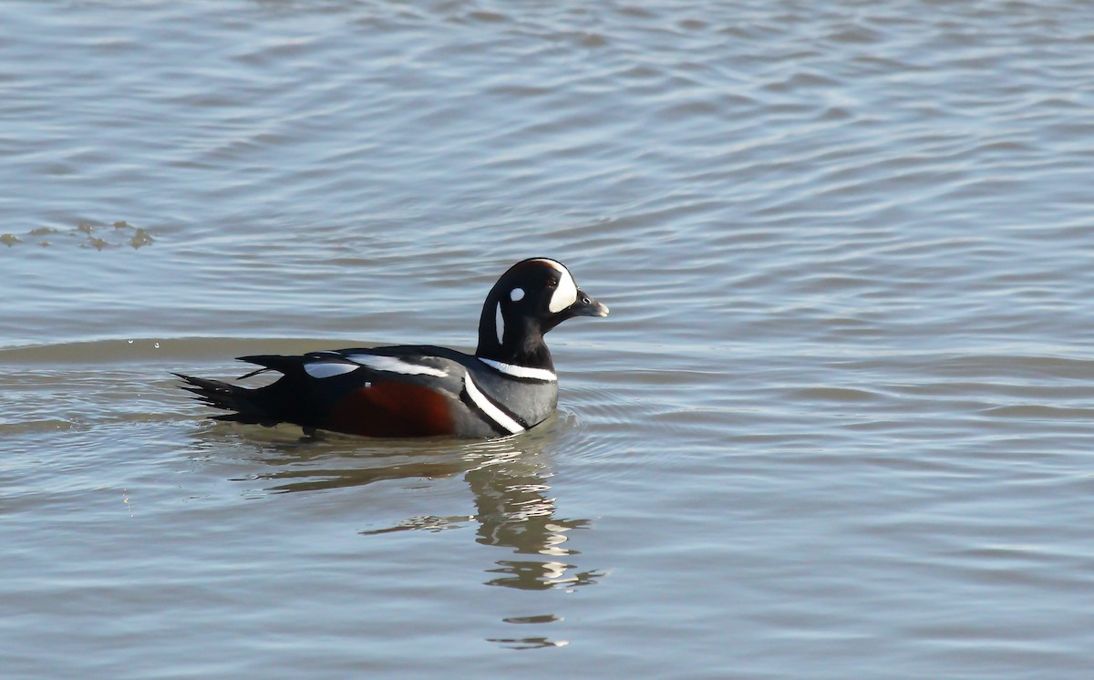 Harlequin Duck - ML646275358