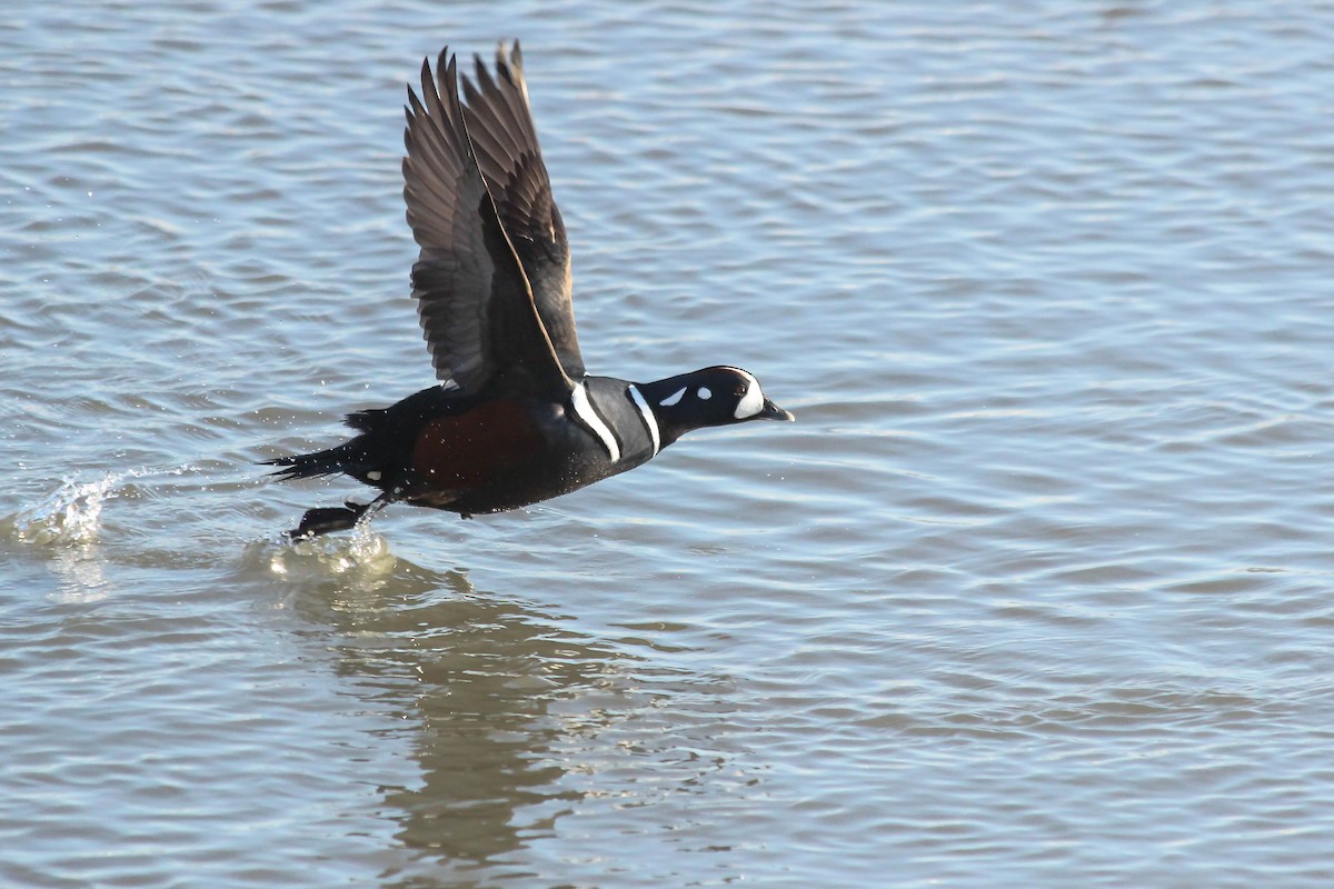 Harlequin Duck - ML646275359