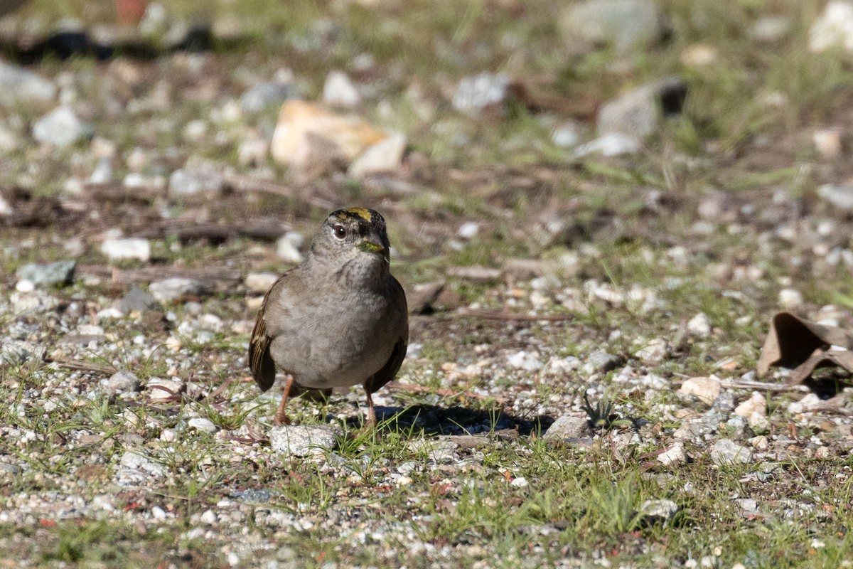 Golden-crowned Sparrow - ML646275361