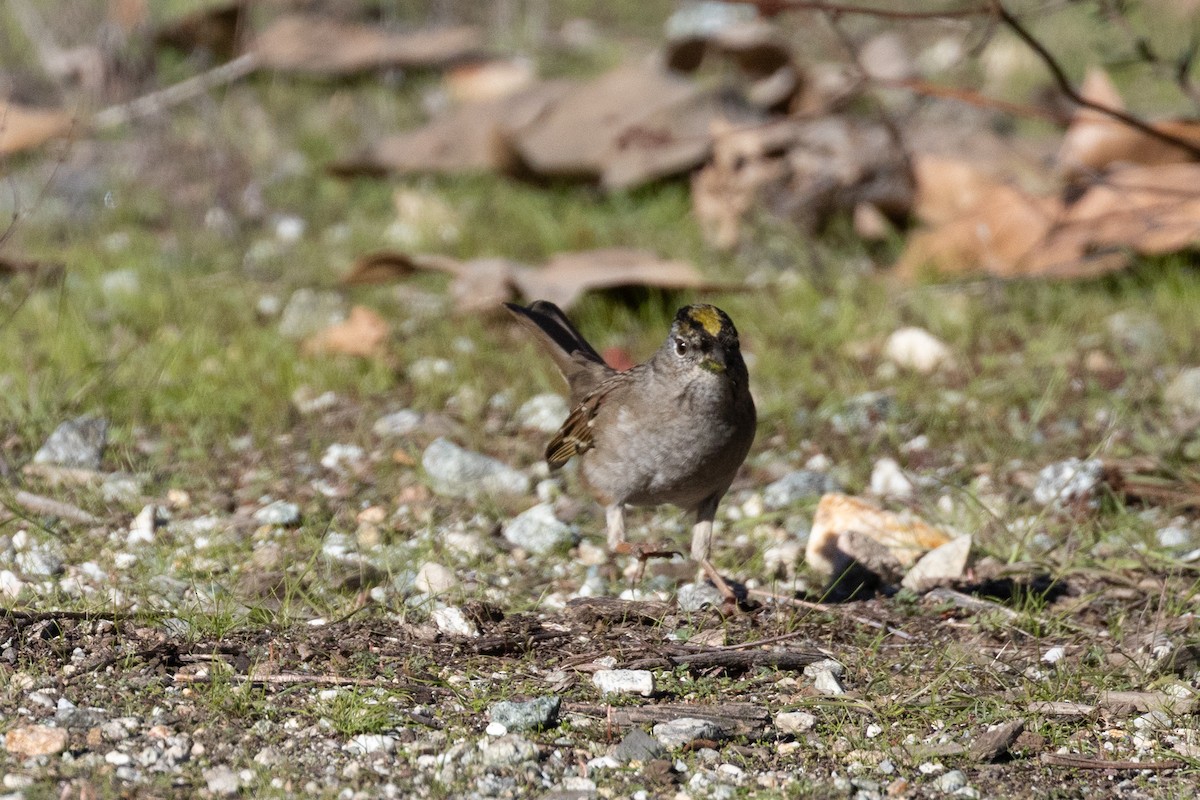 Golden-crowned Sparrow - ML646275362