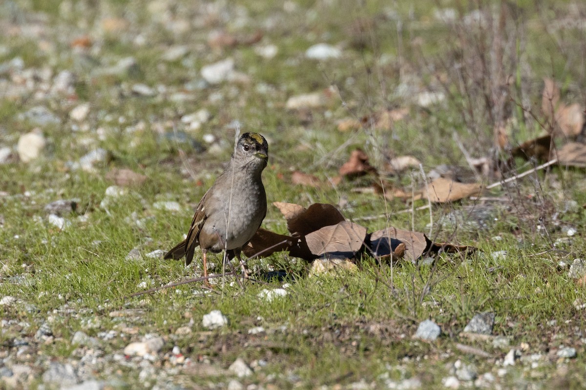 Golden-crowned Sparrow - ML646275363