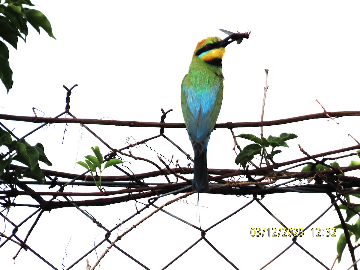 Rainbow Bee-eater - ML646275364