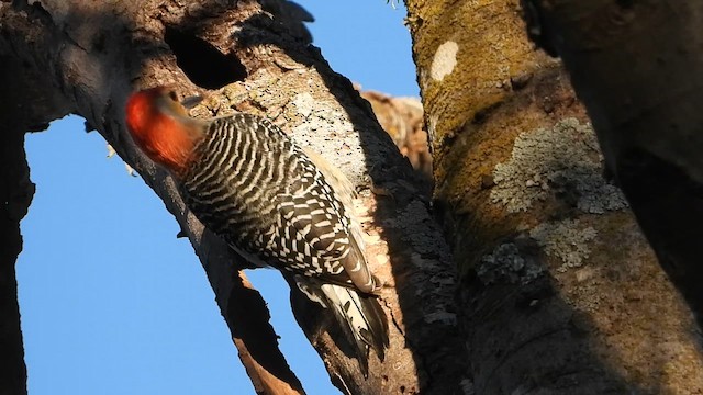 Red-bellied Woodpecker - ML646275366