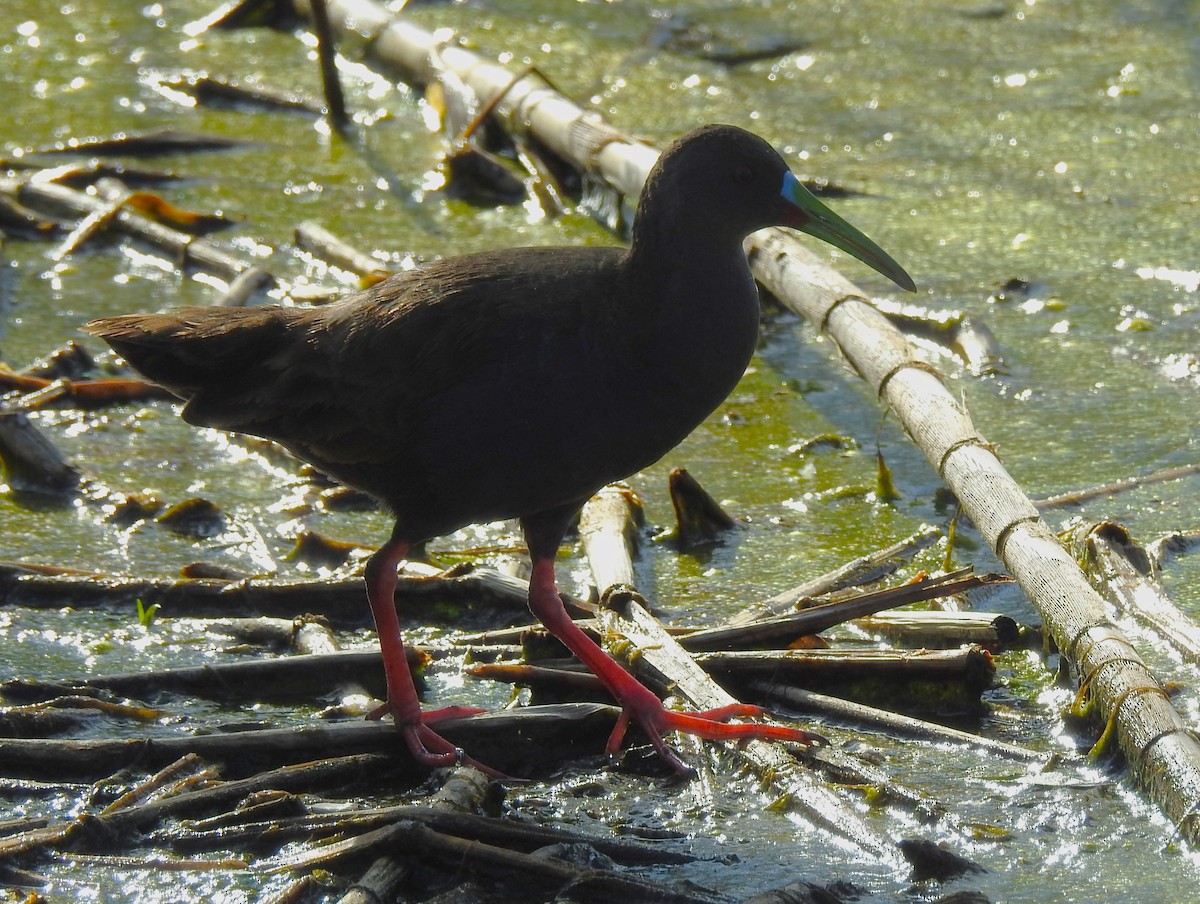 Plumbeous Rail - ML646275367