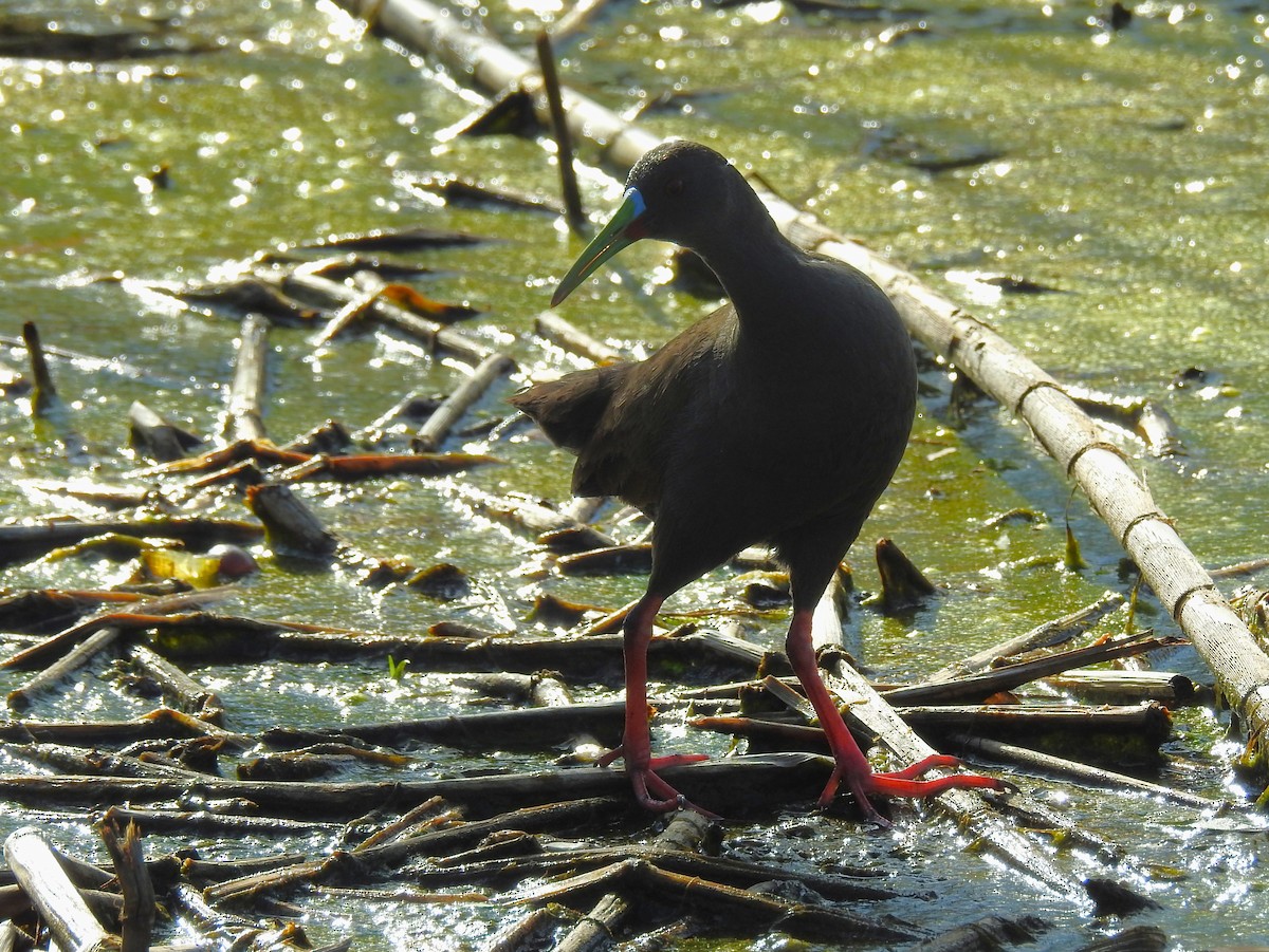 Plumbeous Rail - ML646275368