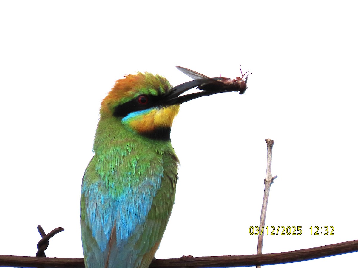 Rainbow Bee-eater - ML646275371
