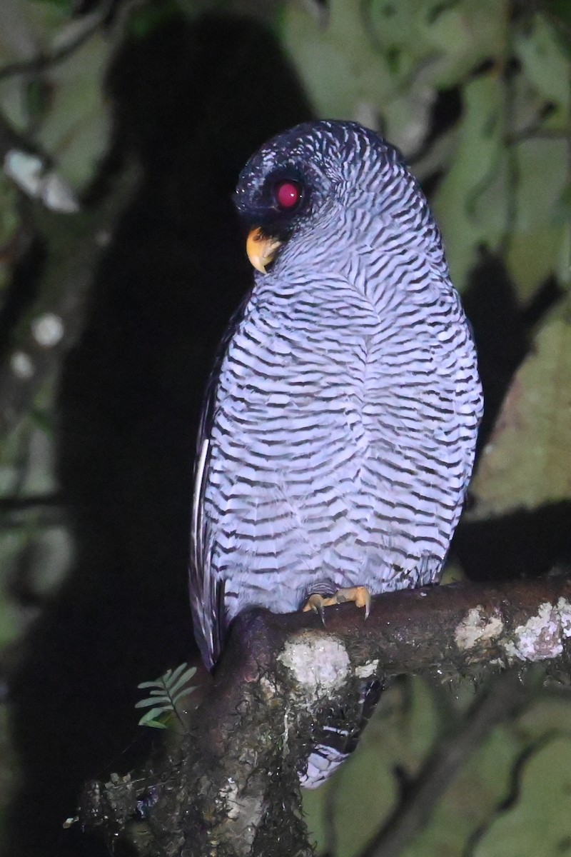 Black-and-white Owl - ML646275372