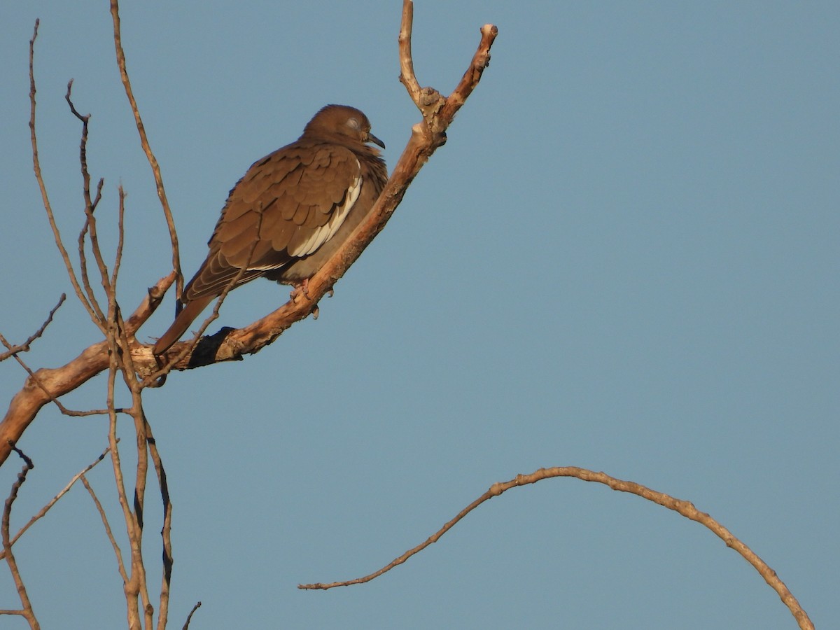 White-winged Dove - ML646275373