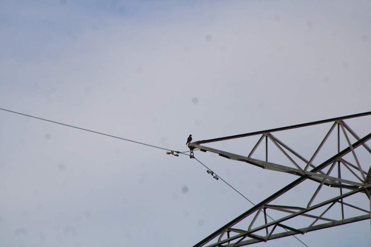 Bat Falcon - ML646275374