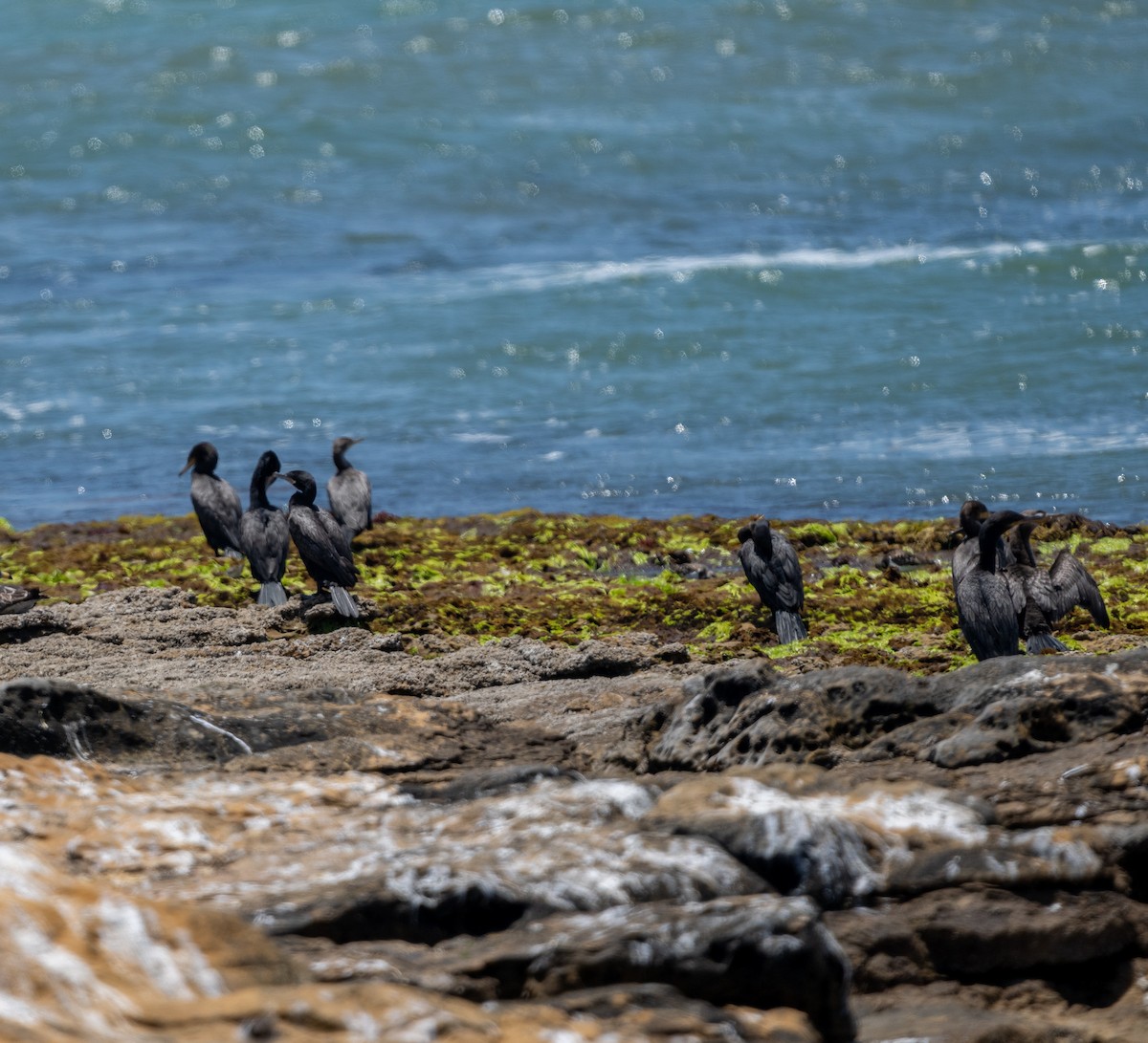 Neotropic Cormorant - ML646275376