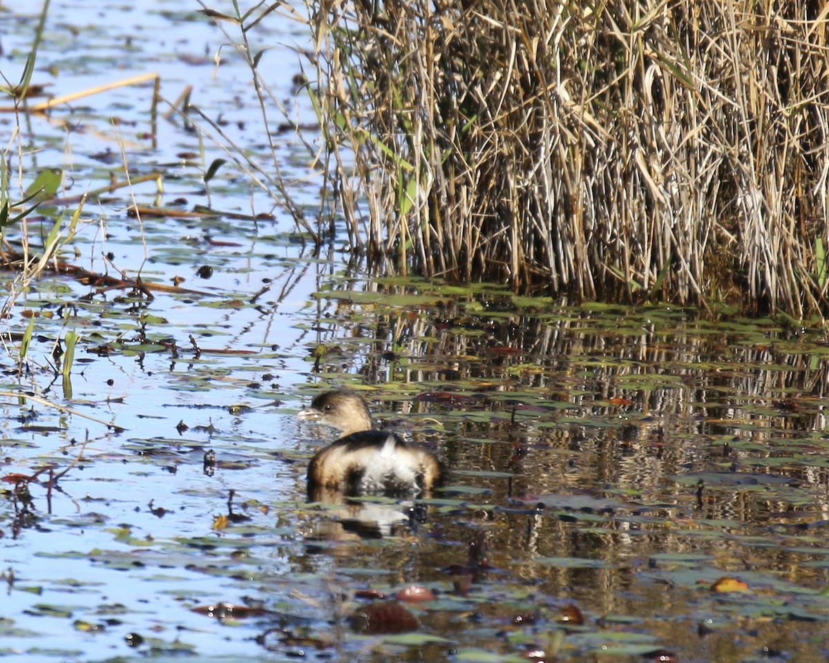Pied-billed Grebe - ML646275377