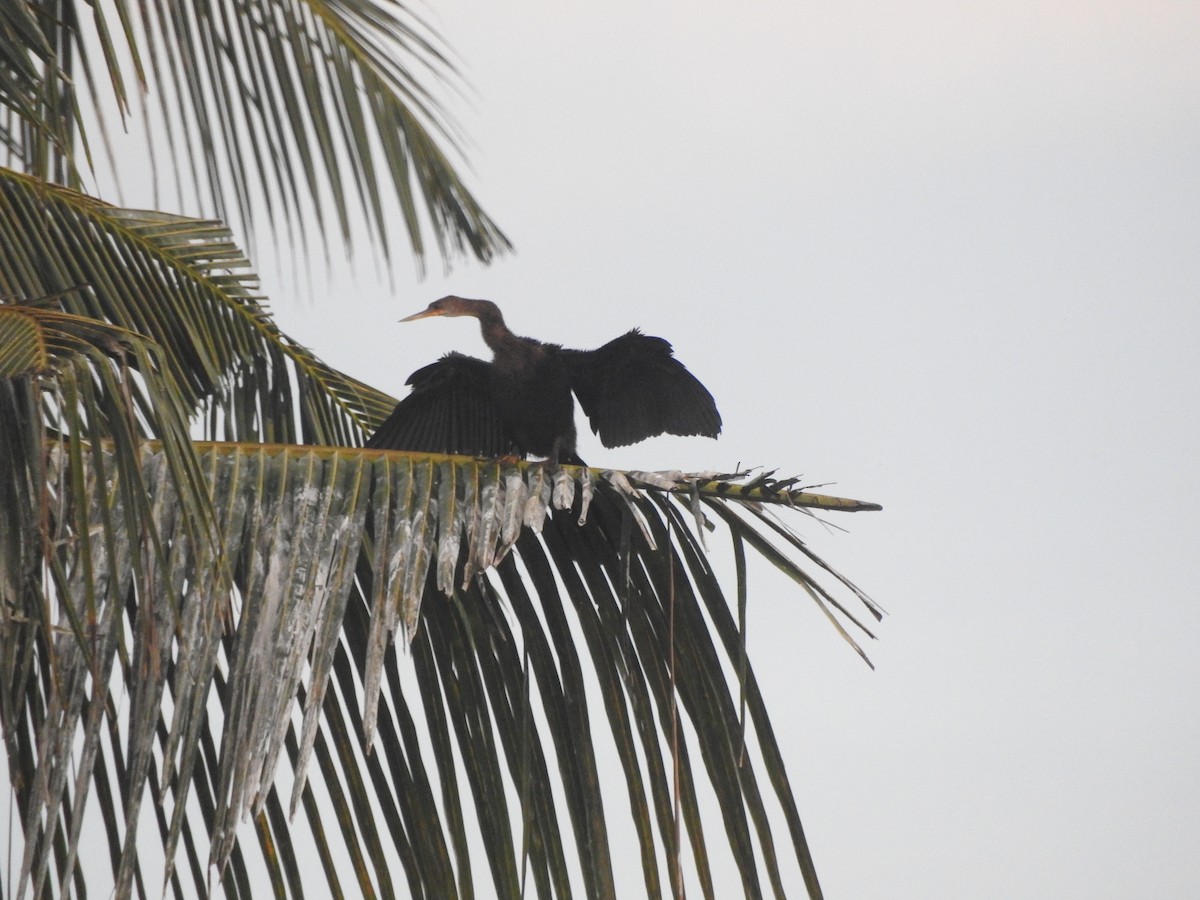 Anhinga - ML646275378