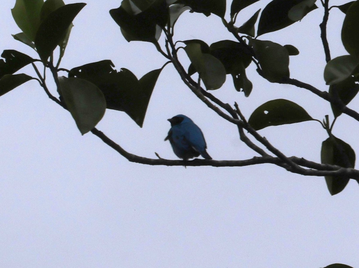 Swallow Tanager - ML646275379