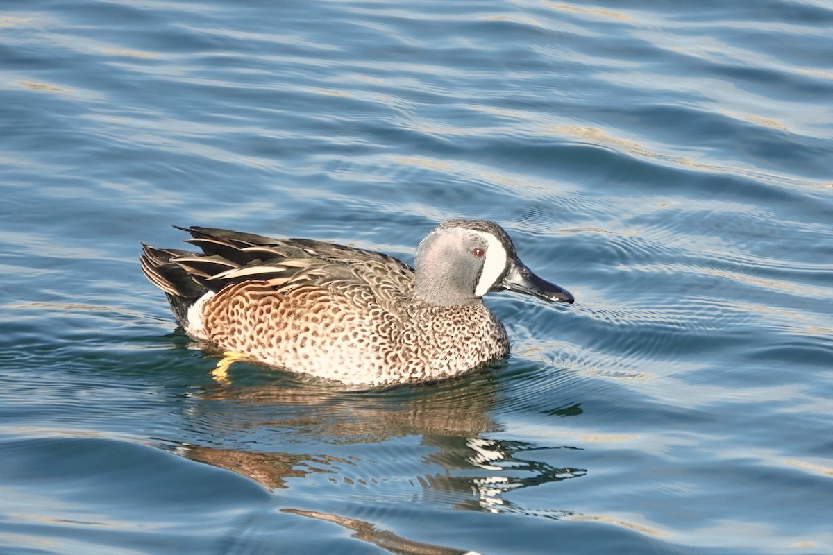 Blue-winged Teal - ML646275380