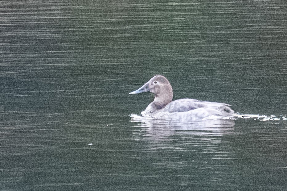 Canvasback - ML646275381