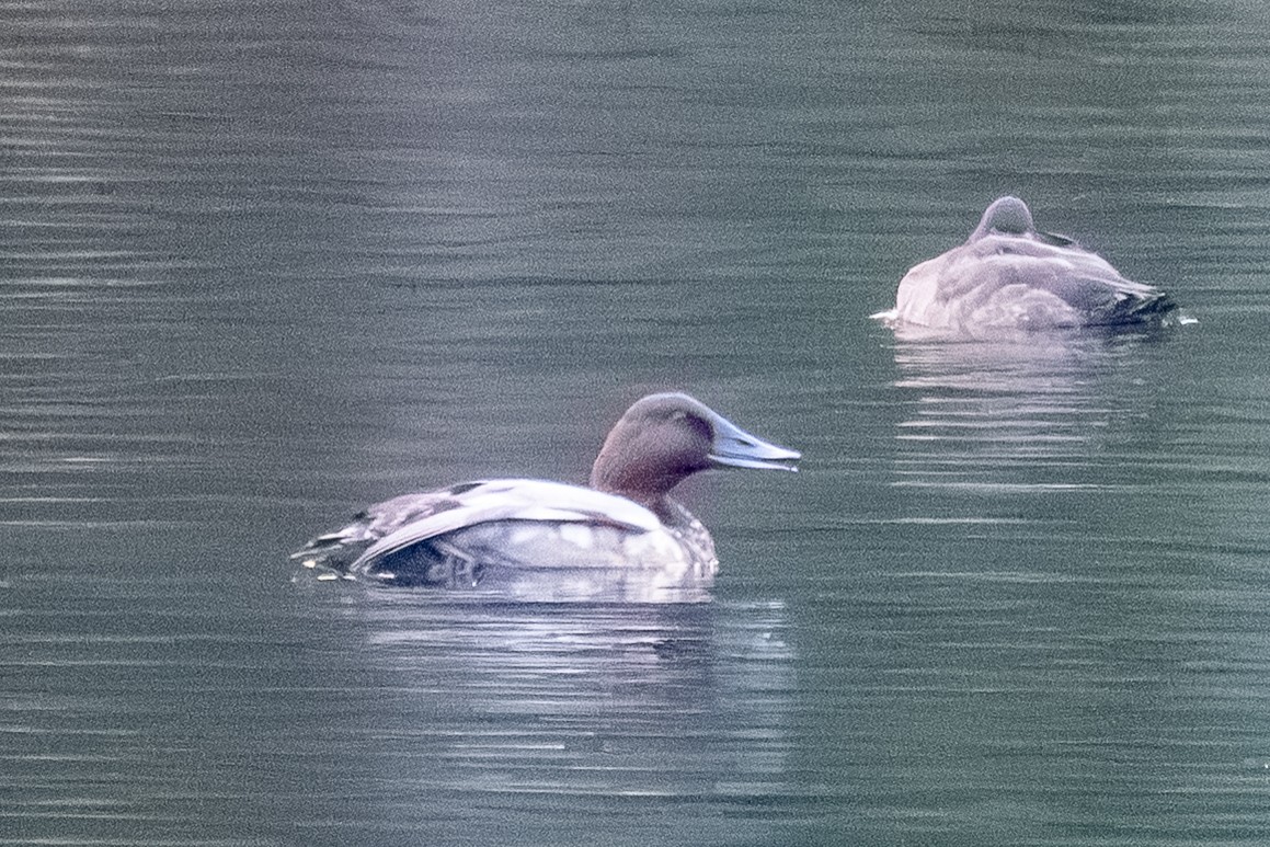 Canvasback - ML646275382