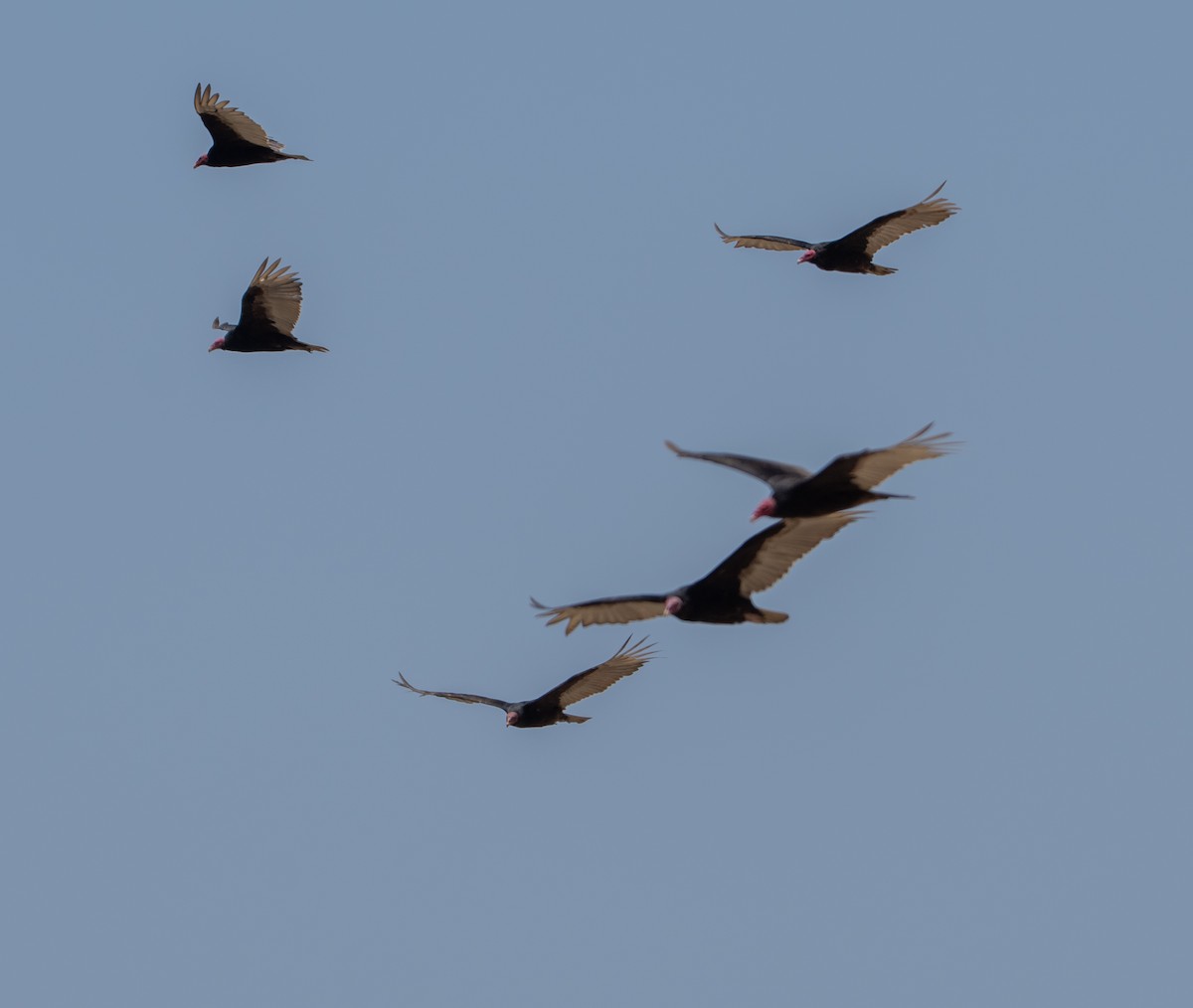 Turkey Vulture - ML646275383