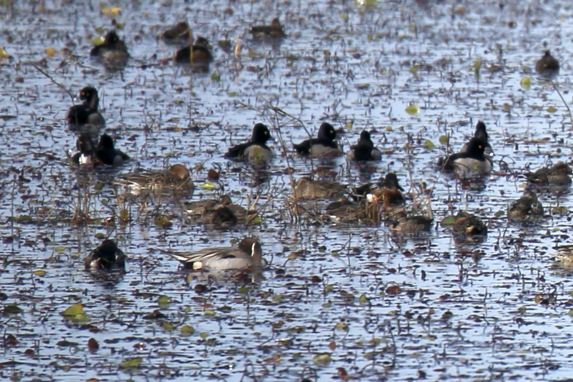 Northern Pintail - ML646275384
