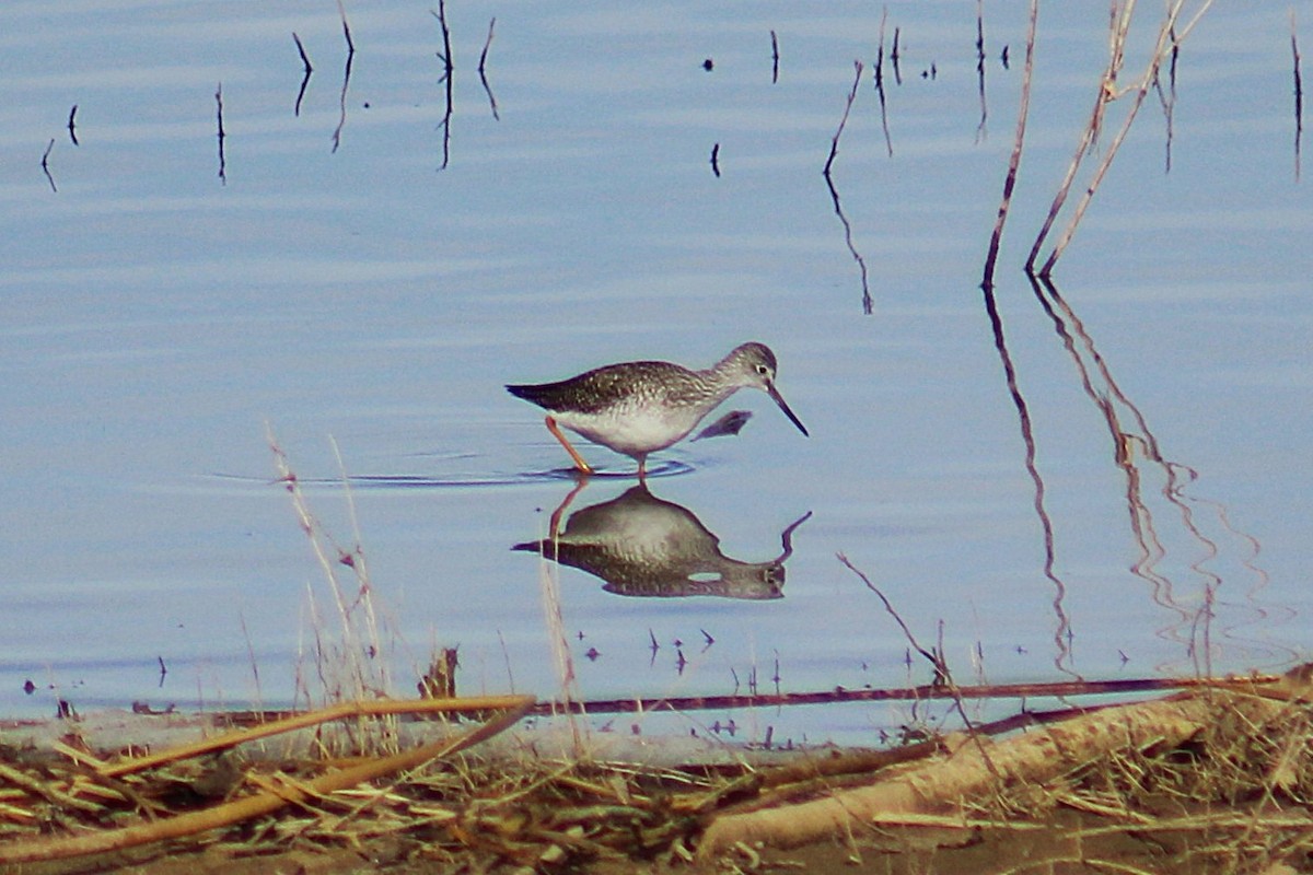 Greater Yellowlegs - ML646275385