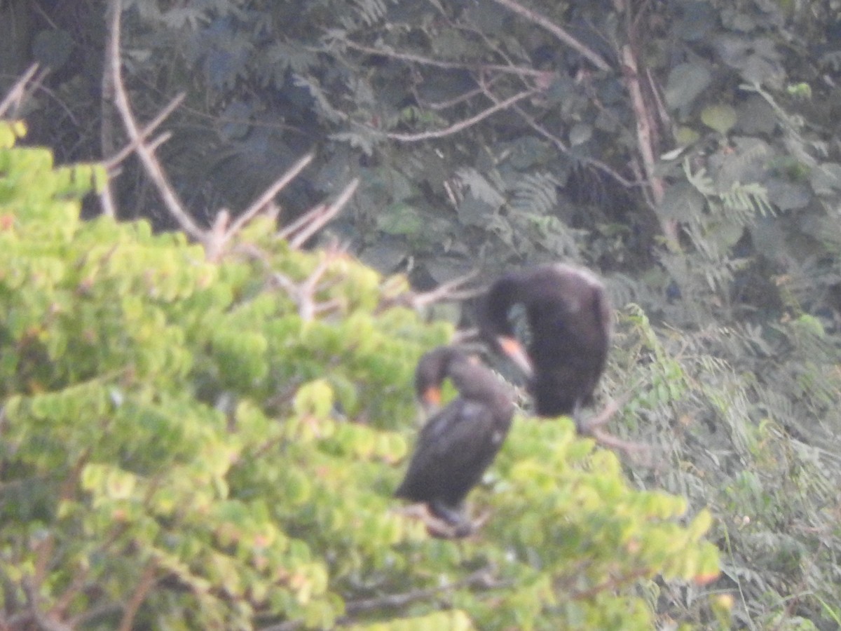 Neotropic Cormorant - ML646275388