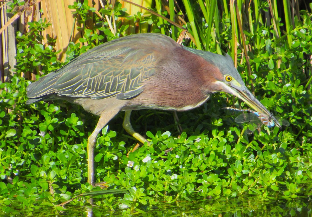 Green Heron - ML646275389