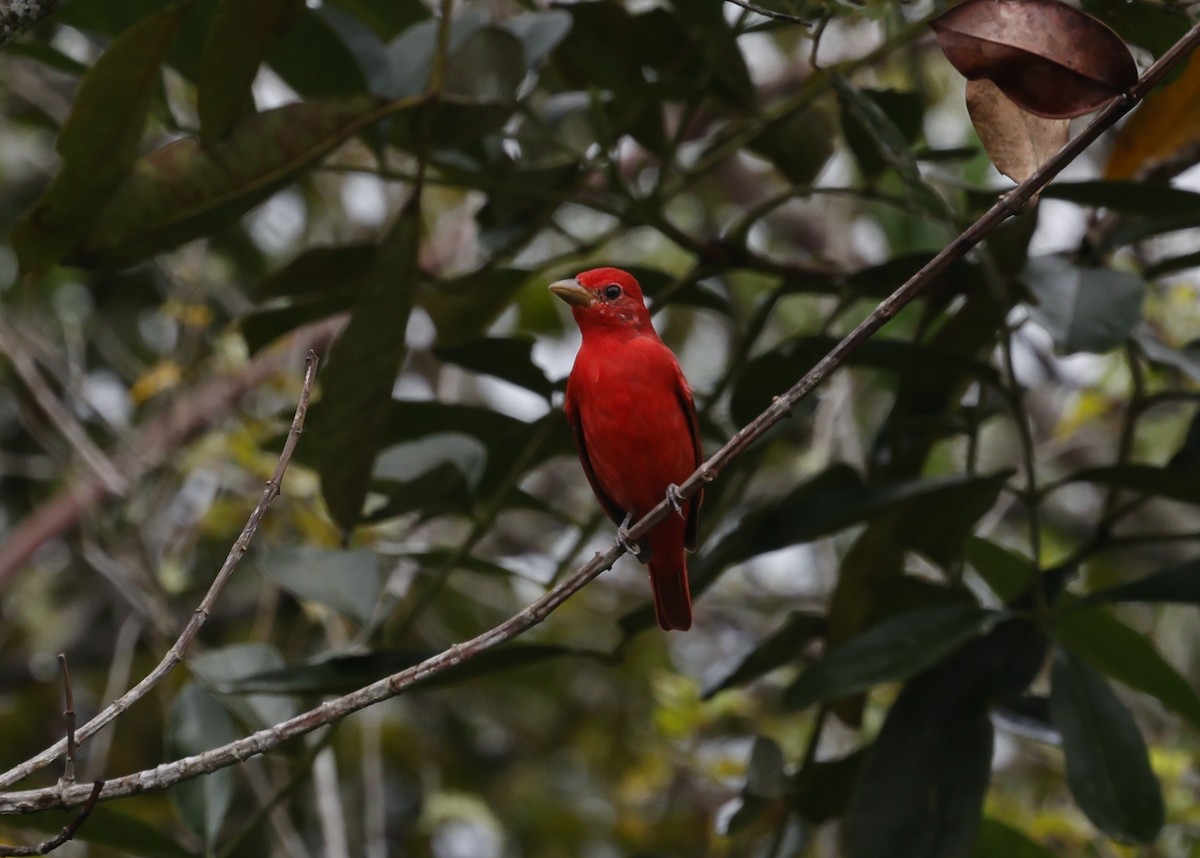 Summer Tanager - ML646275390